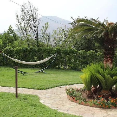 Cycas Costamante